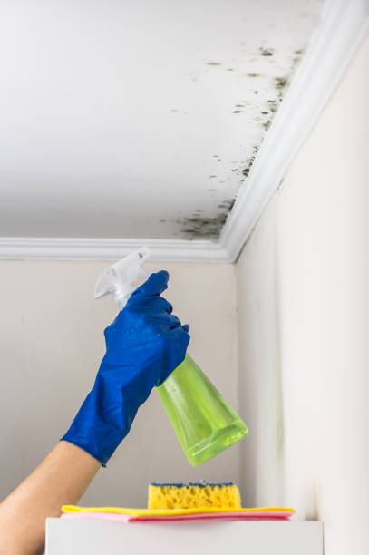 Reliable Harrisonburg, VA Mold Removal Solutions